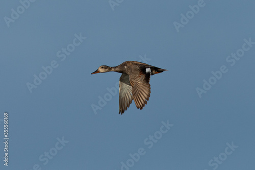 wild duck flying, seen in the wild in a North California marsh