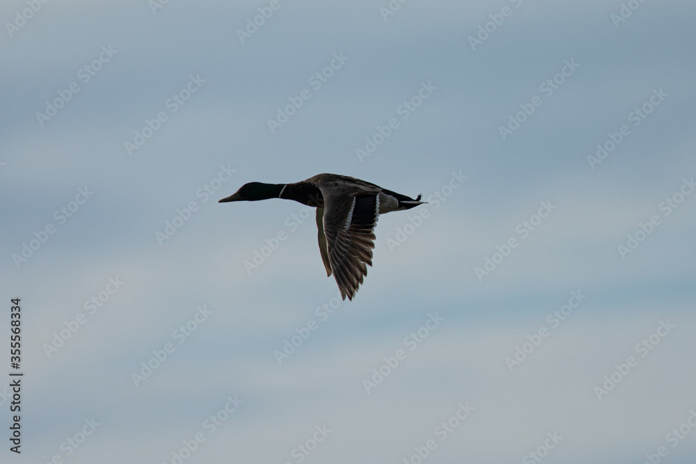 Obraz premium wild duck flying, seen in the wild in a North California marsh