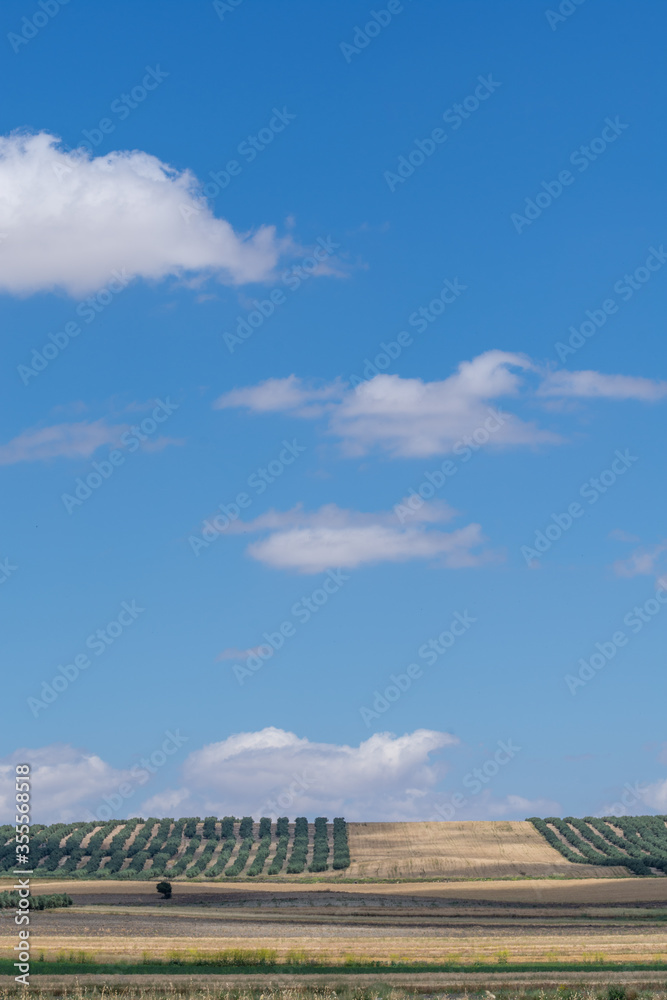 Agricultural landscape in Andalusia