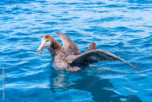 Northern giant petrel near Kaikoura, New Zealand