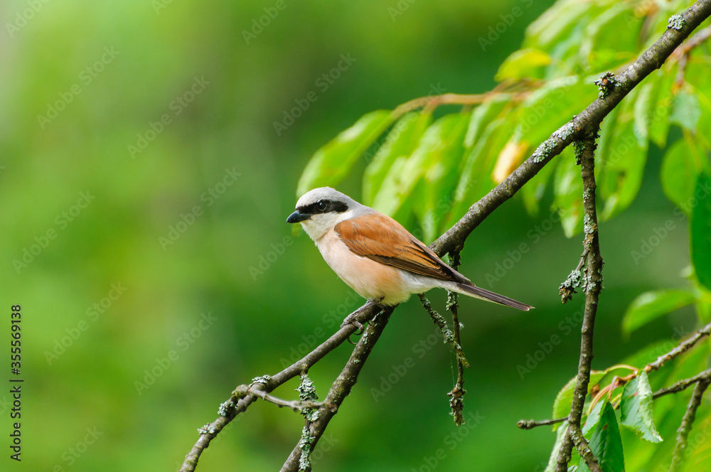 Red-backed Shrike - male (Lanius collurio) Red-backed Shrike - male (Lanius collurio)