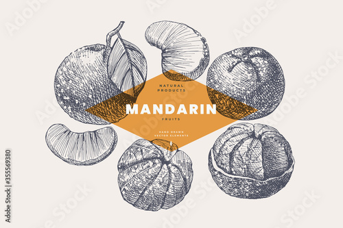 Hand-drawn mandarin. Dessert citrus fruit, lobule, and whole. Organic food concept. It can be used as an element of the design of markets, menus, and packaging. Vintage botanical illustration.