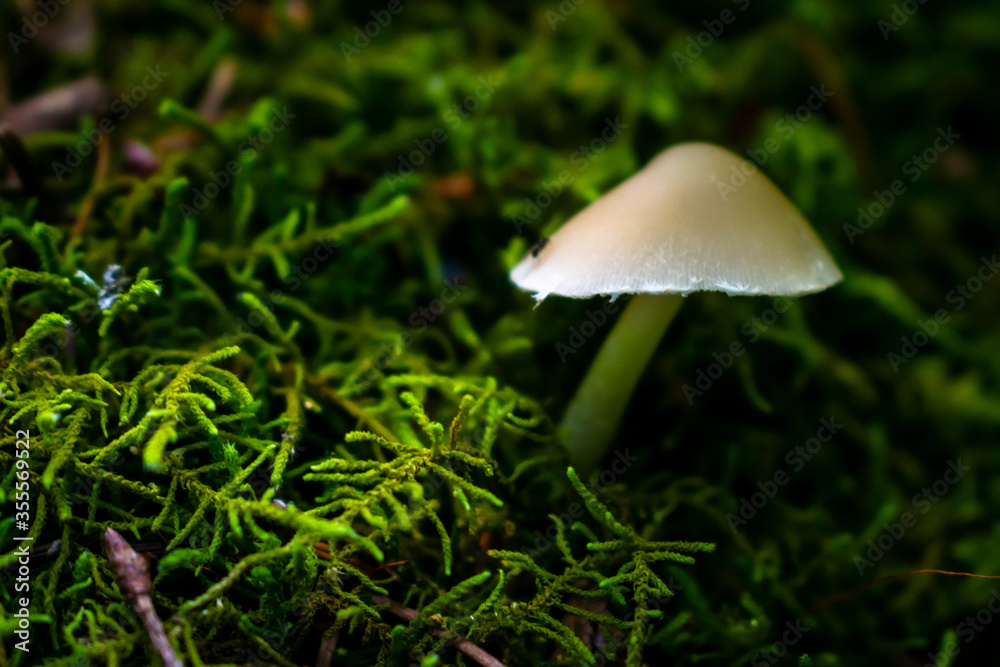 mushroom in the moss mushroom in the moss