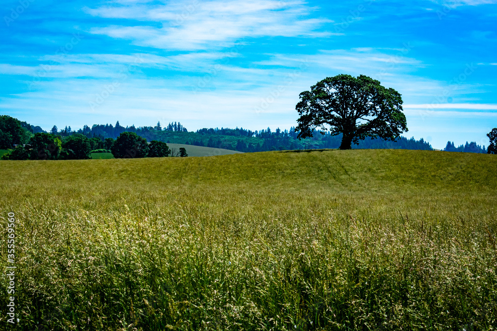 old oak tree in a green field with blue sky in Oregon