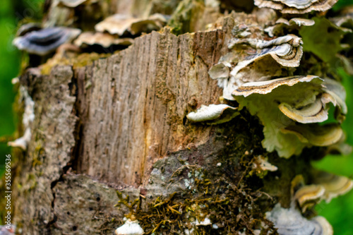 macro mushrooms in the oregon forest 2