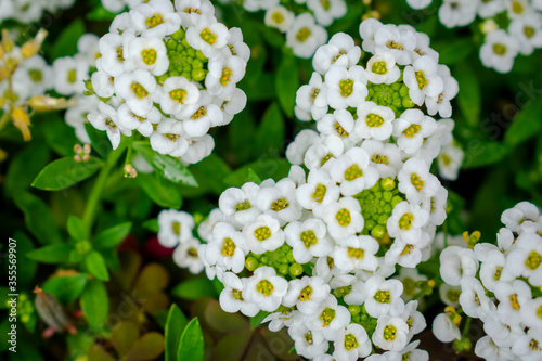 white flowers in the forest