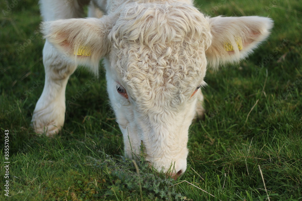 Fototapeta premium Cattle - Charolais breed bullock grazing on grass in farmland in rural Ireland