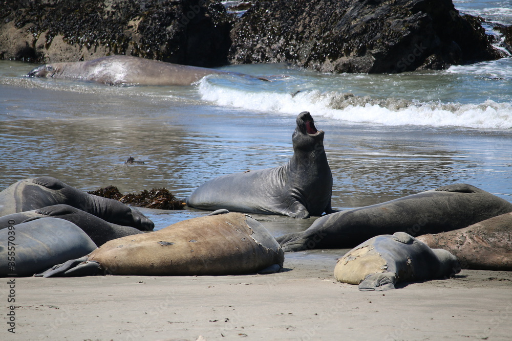 Fototapeta premium sea lion on the beach