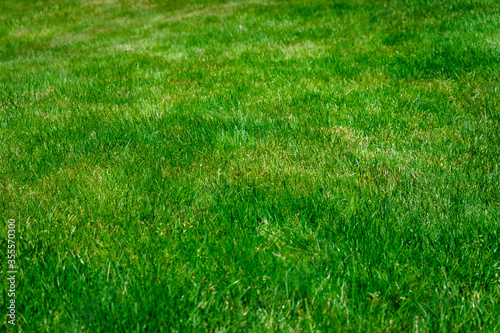 green grass background