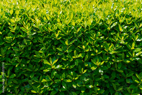 background of green leaves