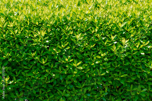 green leaves background