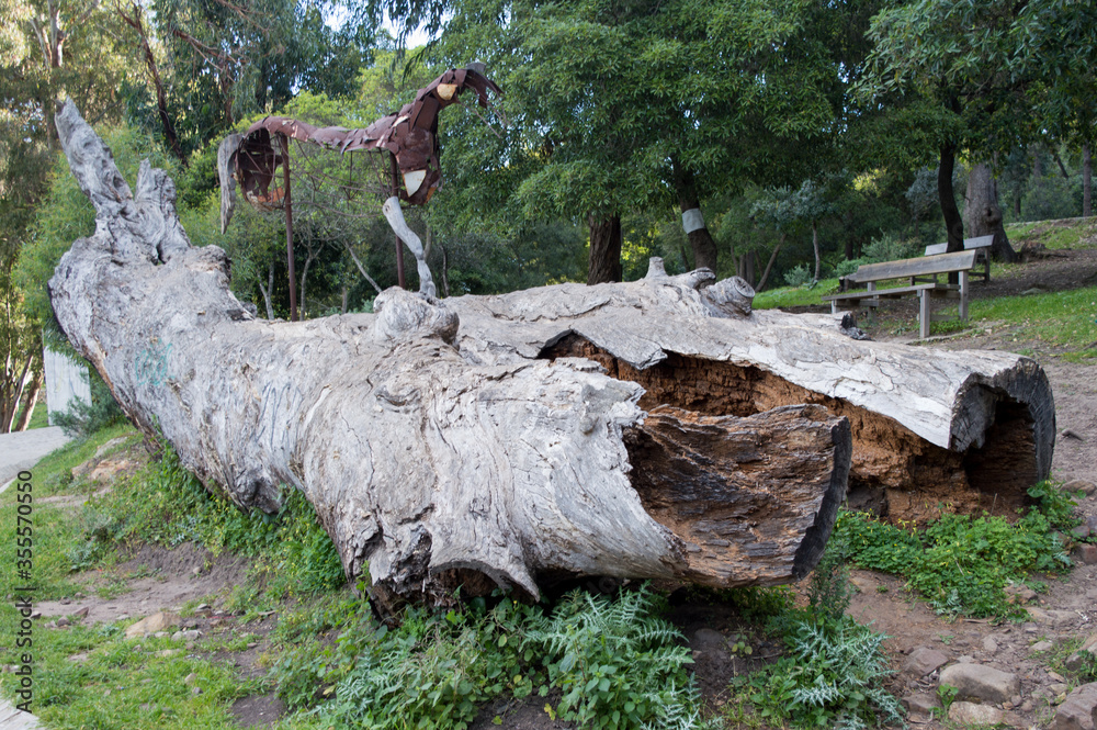 Fototapeta premium Felled broken old big tree lies on the ground.