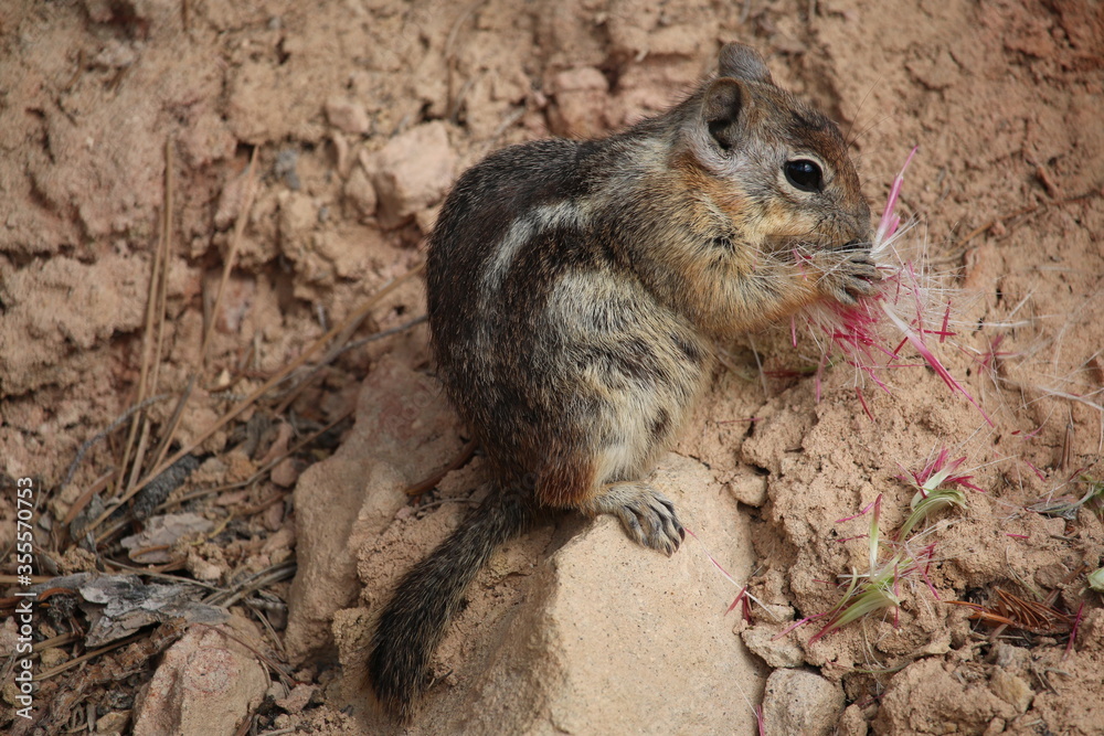 squirrel eating flower squirrel eating flower