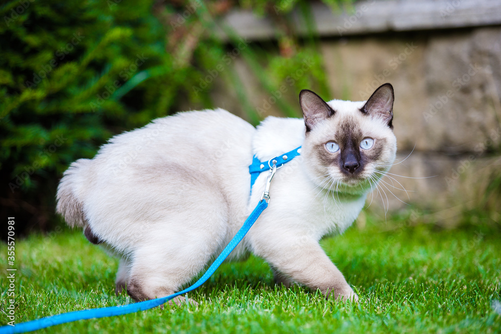 Young cat Siam oriental group Mekong bobtail walks in grass on blue leash. Pets walking outdoor adventure in park. Training, portrait. short haired cat, seal point color with blue eyes on lawn