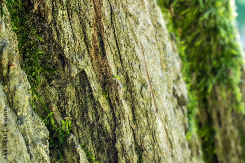 Green ivy on tree body Green ivy on tree body