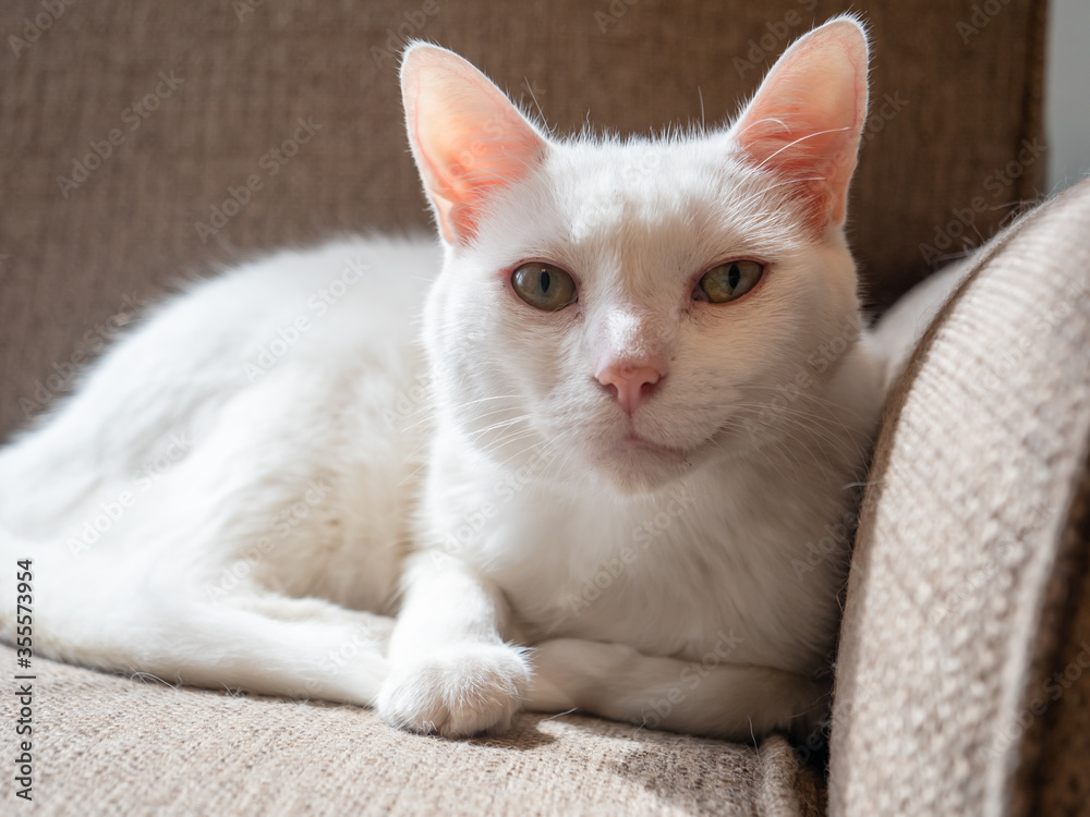 Obraz premium White cat with green eyes lounging on on a beige couch in the sunlight