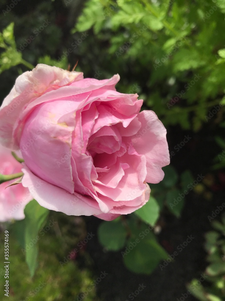 beautiful light pink rose in the afternoon