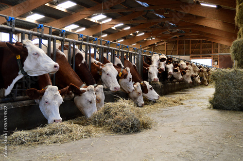 Dairy cows in stables, who eat hay. This is agriculture and dairy industry.