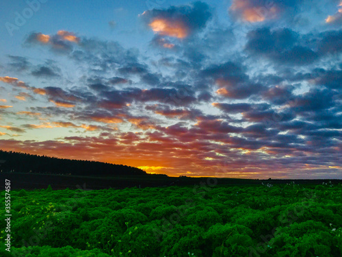 sunset over the field