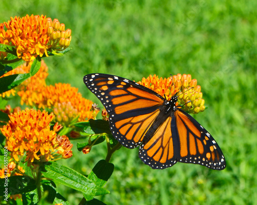 Obraz na plátně Monarch Butterfly (Danaus plexippus) feeding on the nectar of Butterfly Weed (Asclepias tuberosa)