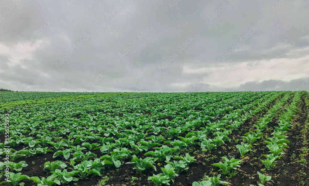 Obraz premium field of corn