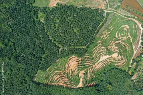 Aerial photo of palm oil and rubber tree plantations