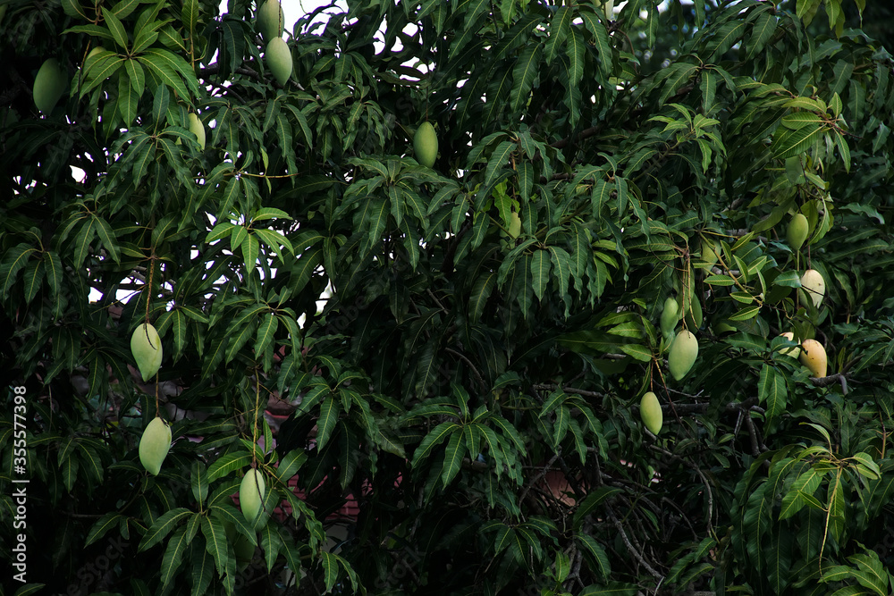Mango tree at the garden. Mango tree at the garden.