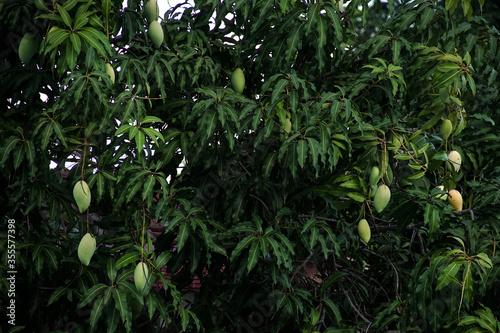 Mango tree at the garden.