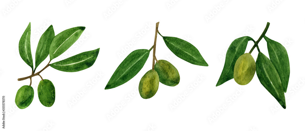 Olives set with olive branches and fruits for Italian cuisine design or extra virgin oil food or cosmetic product packaging wrapper. Hand drawn Illustration in watercolor.