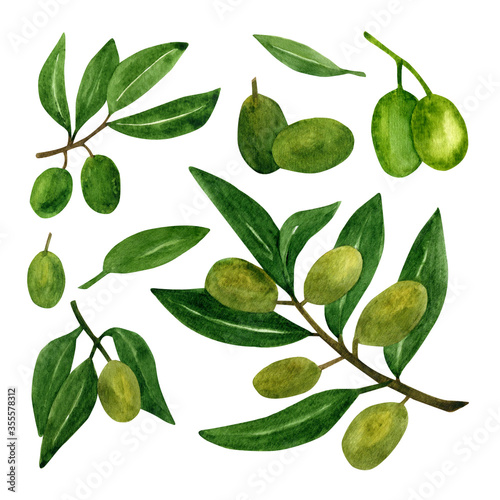 Wallpaper Mural Olives set with olive branches and fruits for Italian cuisine design or extra virgin oil food or cosmetic product packaging wrapper. Hand drawn Illustration in watercolor. Torontodigital.ca