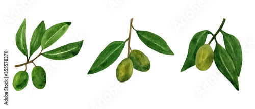 Olives set with olive branches and fruits for Italian cuisine design or extra virgin oil food or cosmetic product packaging wrapper. Hand drawn Illustration in watercolor.