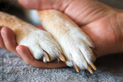 Dog paws in a human hand. Close up, top view. 