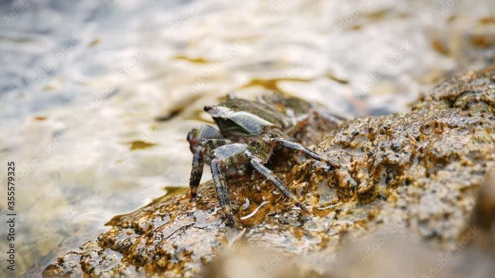 Carcinus maenas, green european crab on the stone shore. Adriatic coast. 4k. Slow motion Carcinus maenas, green european crab on the stone shore. Adriatic coast. 4k. Slow motion