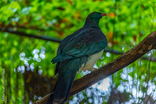 Kereru at Kiwi birdlife park in Queenstown, New Zealand photo