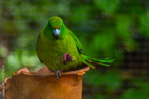 Antipodes Island Parakeet at Kiwi birdlife park in Queenstown, New Zealand photo