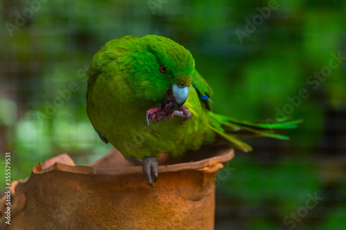 Antipodes Island Parakeet at Kiwi birdlife park in Queenstown, New Zealand photo