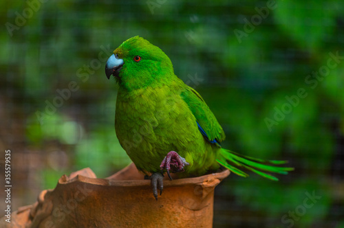 Antipodes Island Parakeet at Kiwi birdlife park in Queenstown, New Zealand photo
