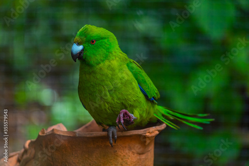 Antipodes Island Parakeet at Kiwi birdlife park in Queenstown, New Zealand photo