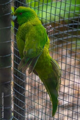 Antipodes Island Parakeet at Kiwi birdlife park in Queenstown, New Zealand photo