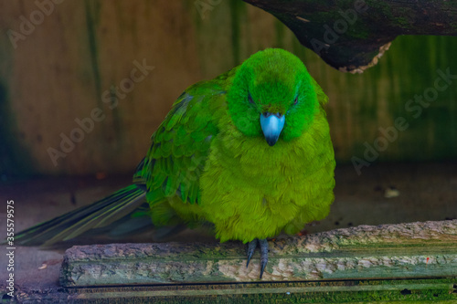 Antipodes Island Parakeet at Kiwi birdlife park in Queenstown, New Zealand photo