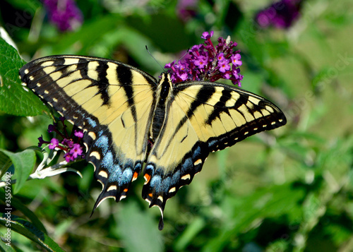 Female Eastern Tiger Swallowtail Butterfly (Papilio glaucus) sipping nectar from the flowers of a purple Butterfly Bush (Buddleia davidii). Closeup. Copy space. © maria t hoffman