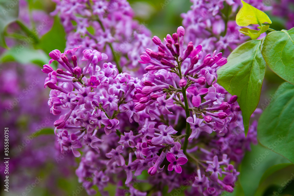 Purple cloves flower in spring close up