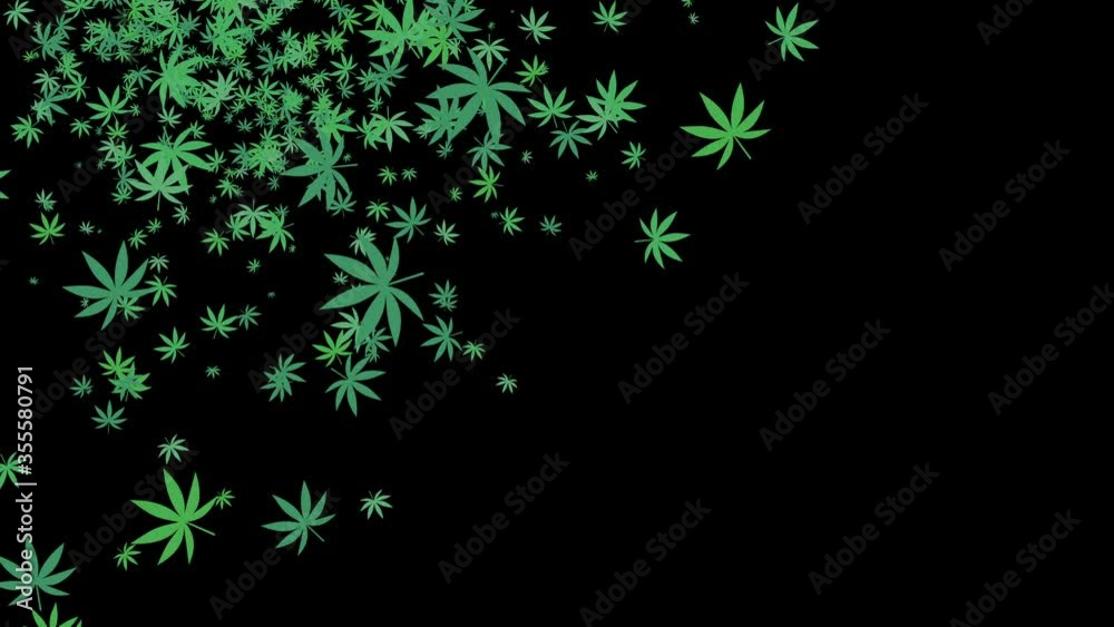 CBD Cannabis Plant Leaf or Marijuana Controlled Substance for Therapeutic Use But May Have Harmful Health Effects CBD Cannabis Plant Leaf or Marijuana Controlled Substance for Therapeutic Use But May Have Harmful Health Effects