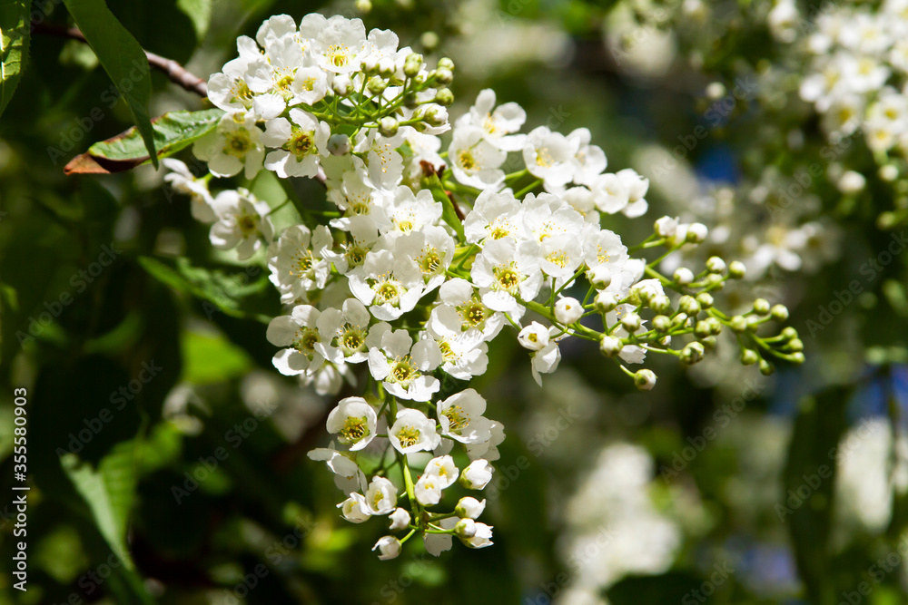White cloves flower close up in spring White cloves flower close up in spring