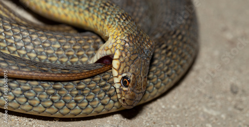 Cuadro en lienzo The snake bites itself