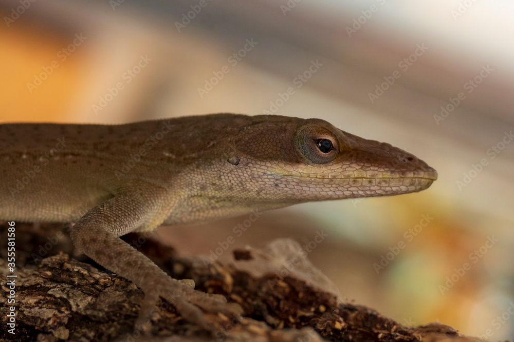 Macro Lizard on Wood Macro Lizard on Wood