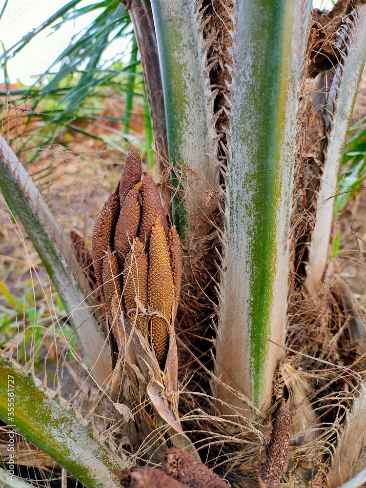 Oil palm flower (Elaeis guineensis) in the Kalimantan Plantation Stock ...