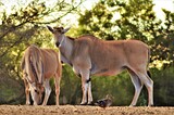 Cap Eland bull Taurotragus oryx profile view 