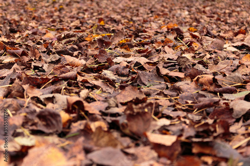 Fall leaves on the ground together 