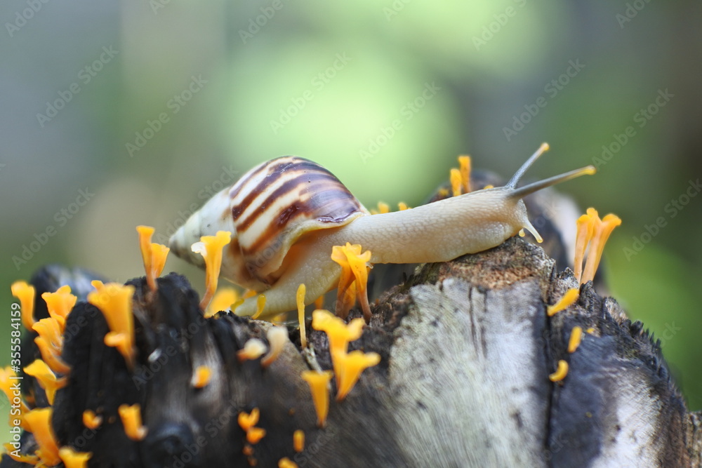 Helix pomatia, a species of land snail. Big snail in shell crawling on wooden branches, summer day in garden. Helix pomatia, a species of land snail. Big snail in shell crawling on wooden branches, summer day in garden.